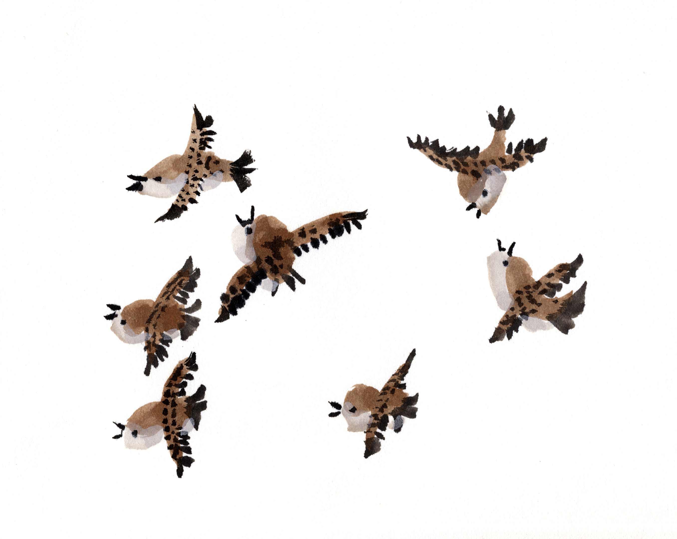 sparrows.jpg