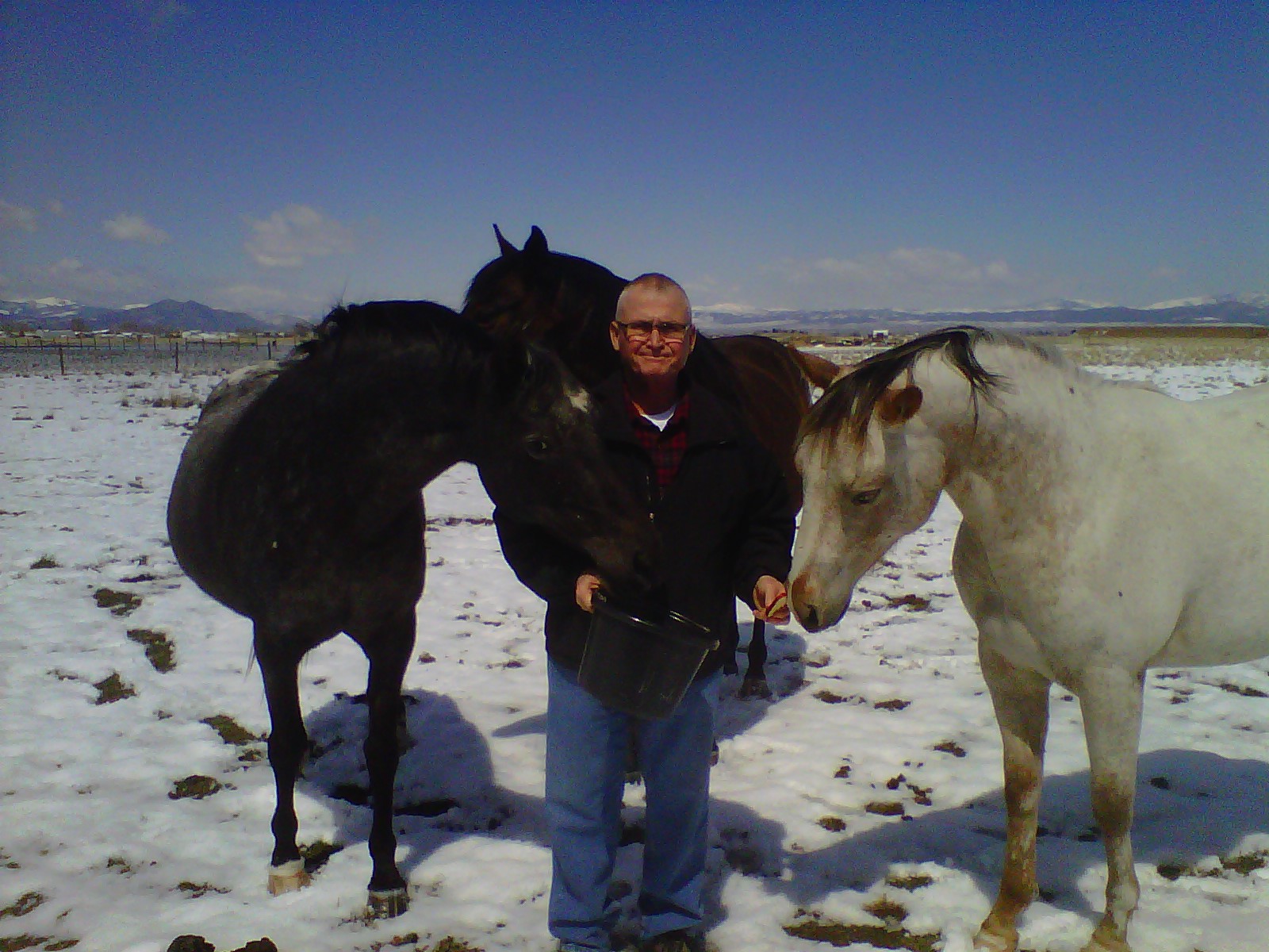 Dave and his horses