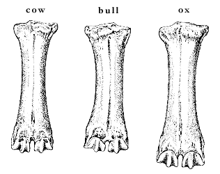 Ruminations on Zen's Cows -- Part 6: Cattle Gender